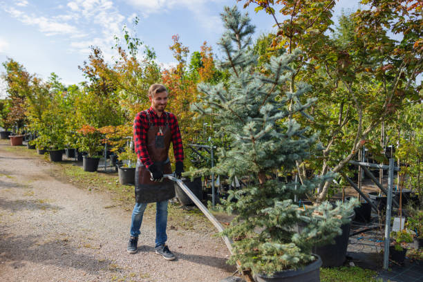 Best Tree Planting  in USA